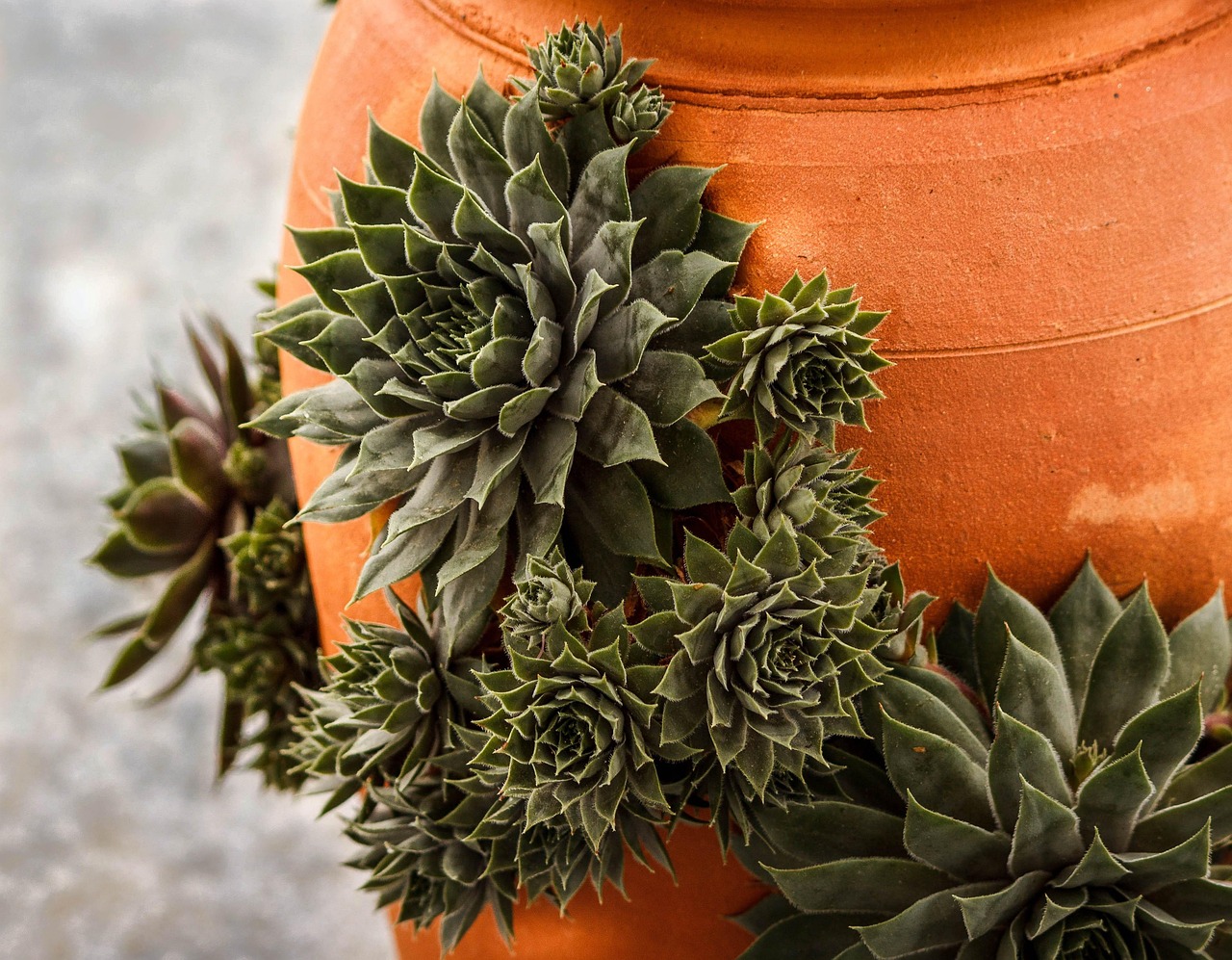 Planten in terracotta-kuipen naast wit huis