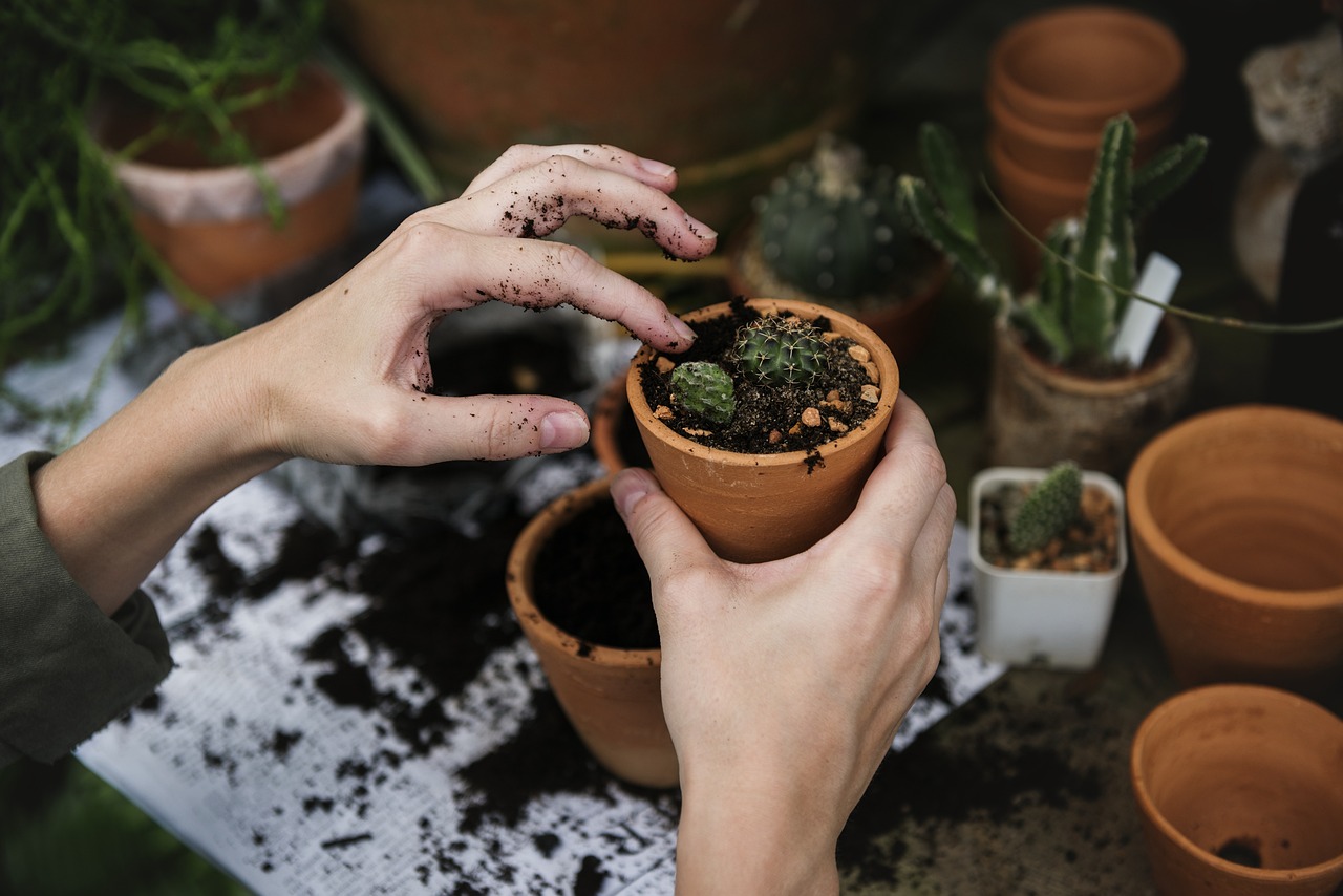 Terracotta-kuipen op zonnig terras met planten