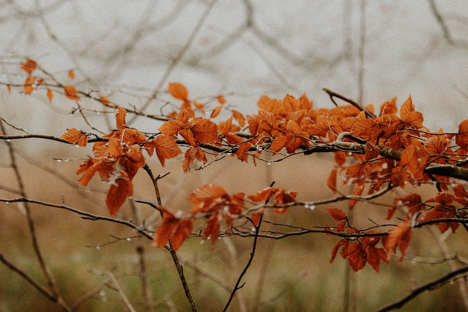 Seizoensstenen in warme herfststoffen. Seizoensstenen in warme herfststoffen.