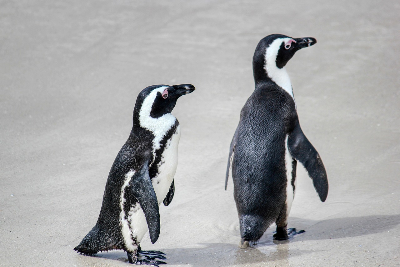 Pinguïnrolgordijnen verbeteren huisisolatie stijlvol.